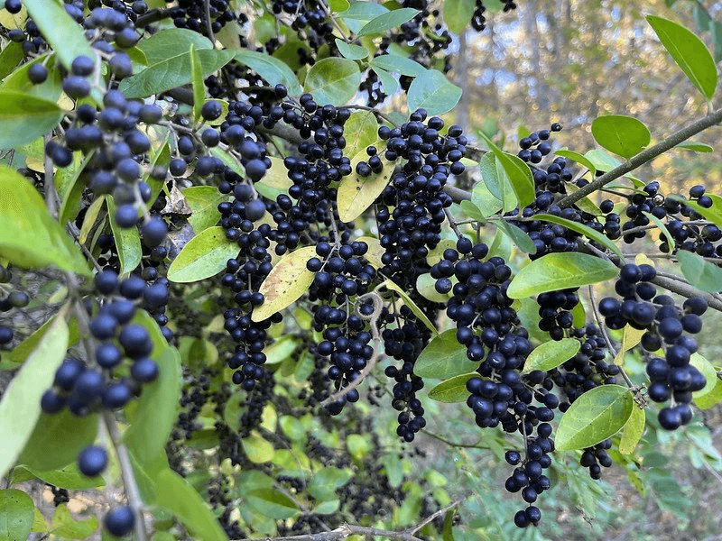 Chinese and Japanese Privet Chinese and Japanese Privet