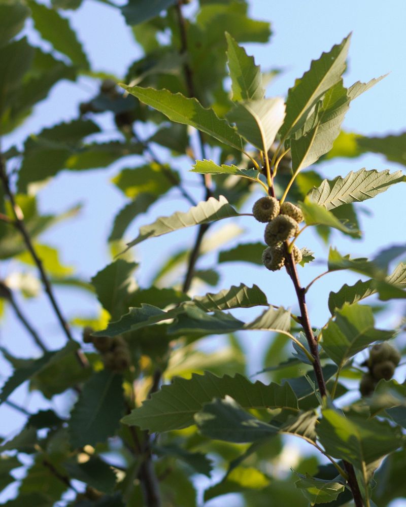 Chinquapin Oak