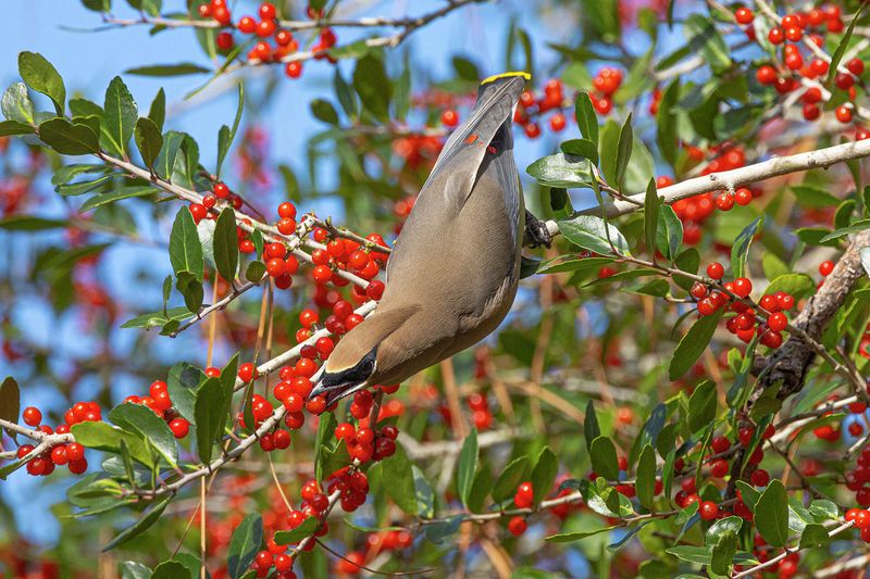 Choose Berry Plants for Regional Fit