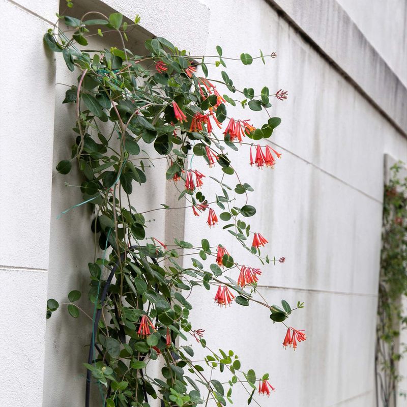 Choose Lonicera sempervirens, Not Japanese Honeysuckle Choose Lonicera sempervirens, Not Japanese Honeysuckle