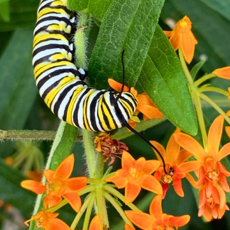 Choose Milkweed for Your Part of Florida or Texas