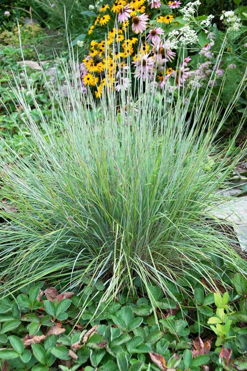 Choose Plants and Cover for Your Part of Texas