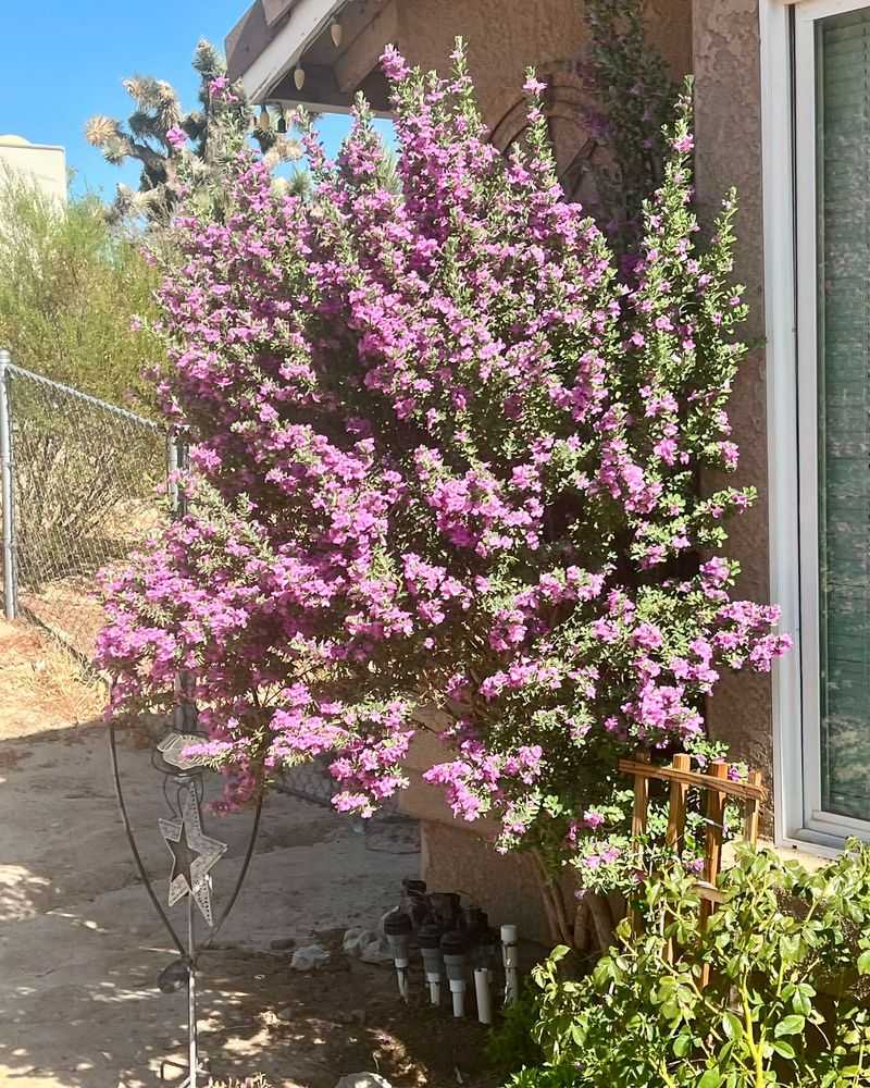 Choose Texas sage for the yard, and exclusion for scorpions Choose Texas sage for the yard, and exclusion for scorpions