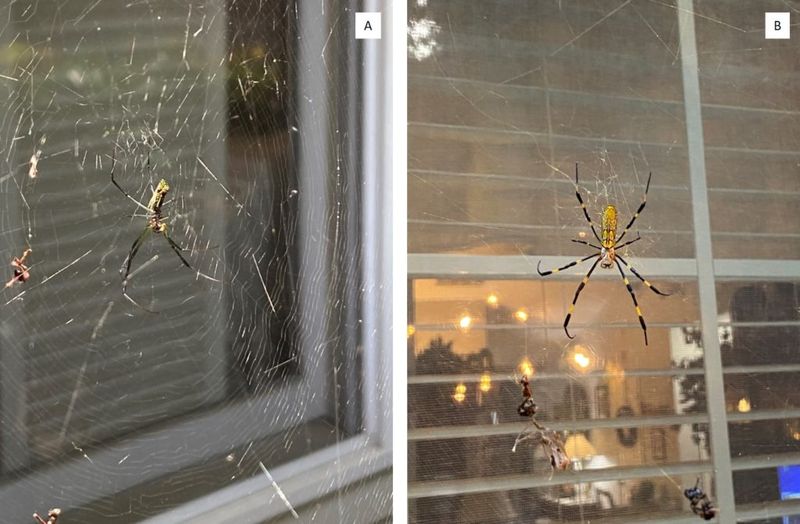Choose Web Management by Where the Spider Built