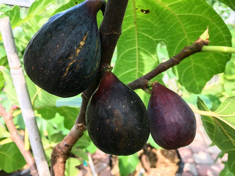 Choose a Self-Fruiting Variety Choose a Self-Fruiting Variety
