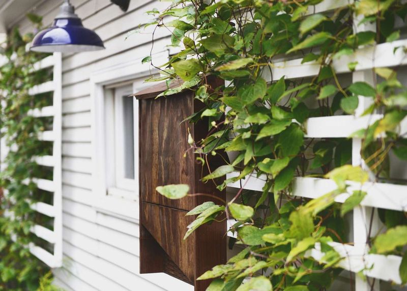 Choose a bat house for habitat, not a bite-free yard