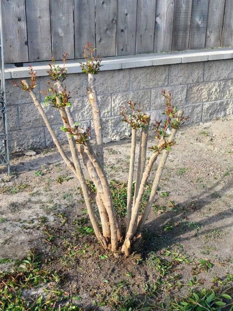 Choose a bush or tree framework before you cut
