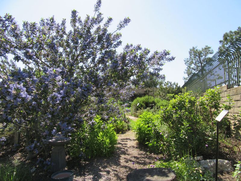 Choose a ceanothus that fits the front yard
