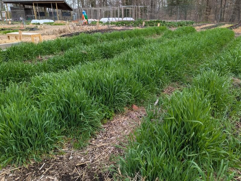 Choose a cover crop for a different kind of protection