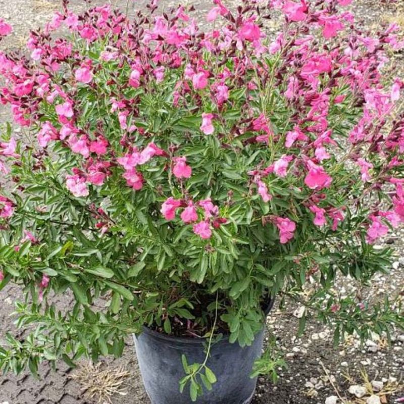 Choose a cut height that fits the plant Choose a cut height that fits the plant