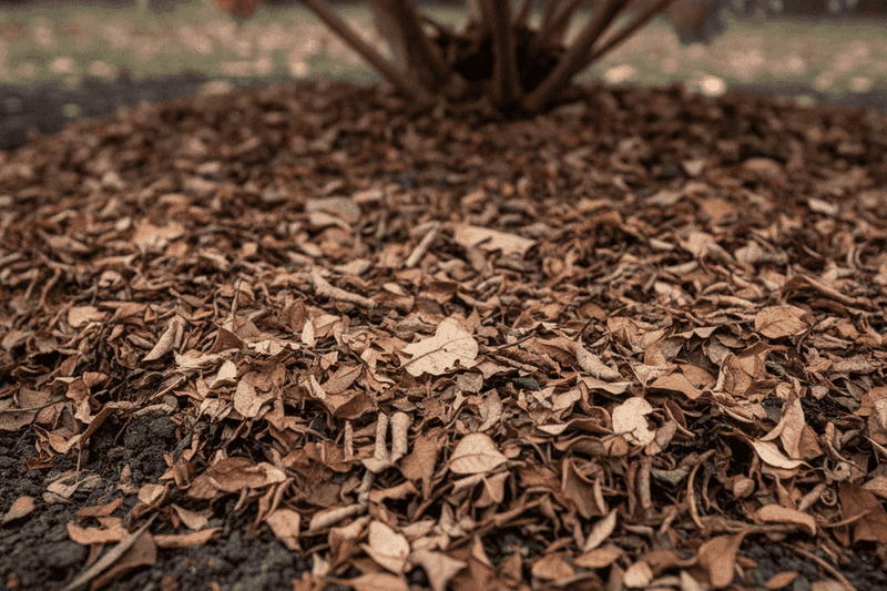 Choose a depth for the planting area