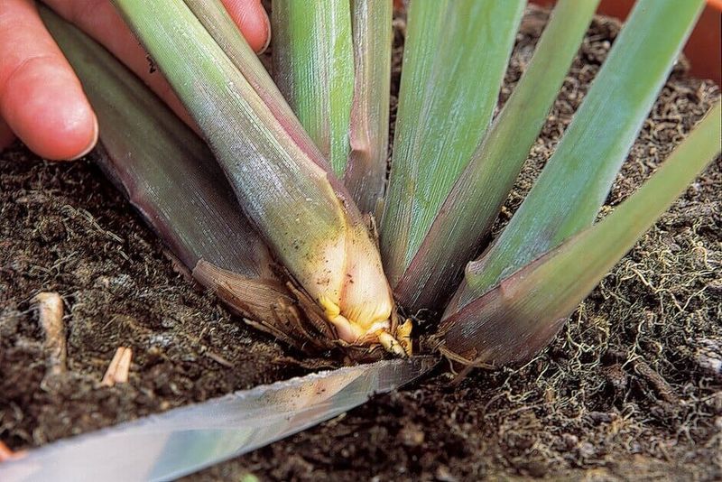 Choose a division with shoots and roots