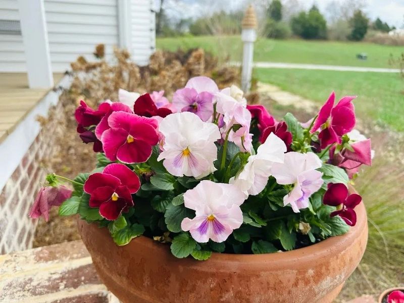Choose a locally appropriate fall planting window