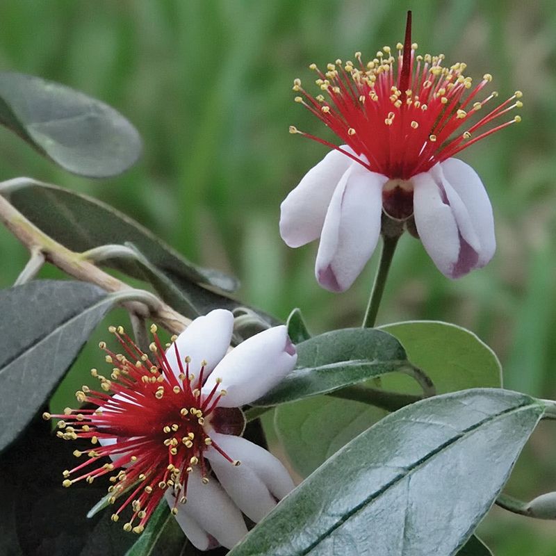 Choose a named cultivar with pollination in mind