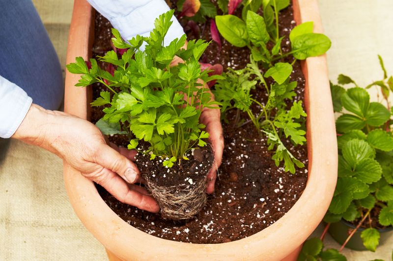 Choose a pot that fits the root
