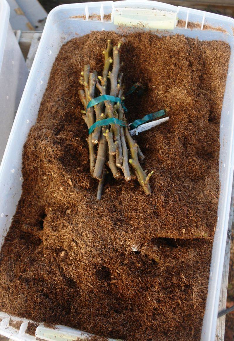 Choose a rooting schedule that fits your climate