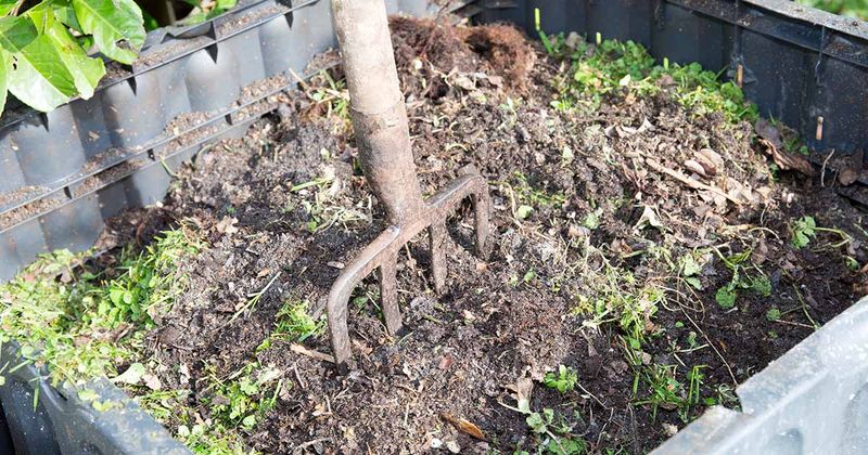 Choose a sensible way to dispose of suspect leaves Choose a sensible way to dispose of suspect leaves