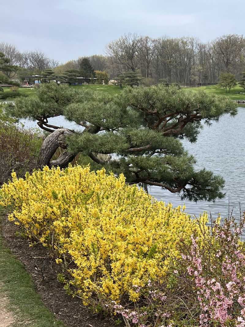 Choose a shrub and parent stem suited to hardwood cuttings Choose a shrub and parent stem suited to hardwood cuttings