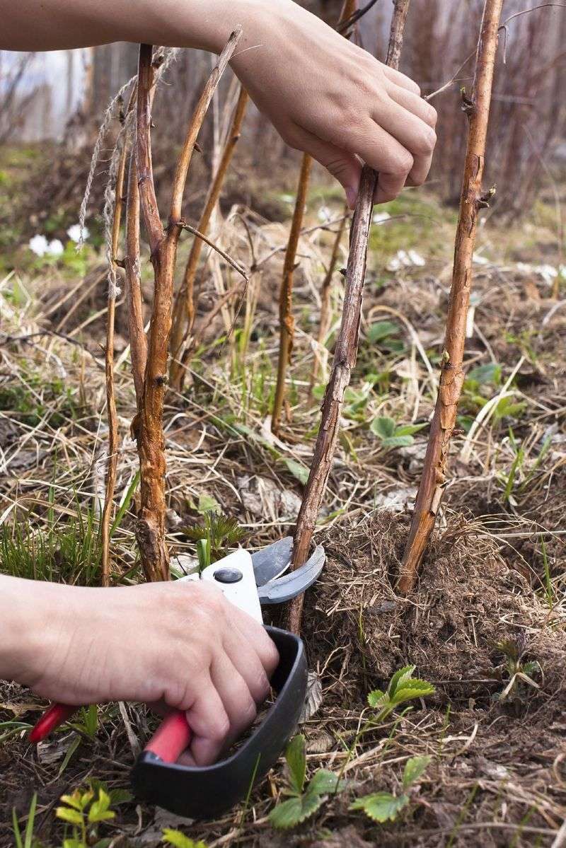 Choose a single fall crop by cutting canes during dormancy