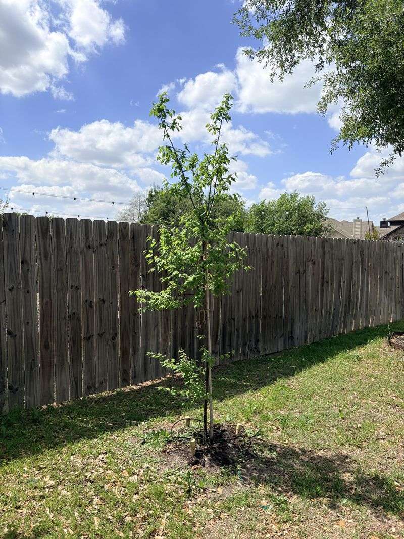 Choose a site that can accommodate the tree Choose a site that can accommodate the tree