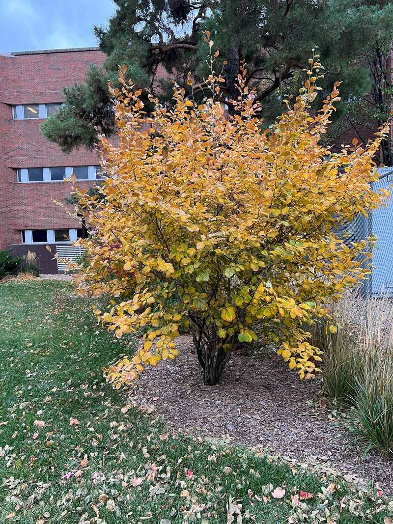Choose a site with room for a large shrub