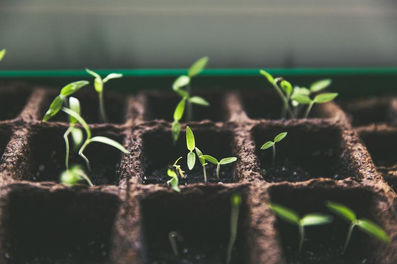 Choose a sowing approach that fits your plans
