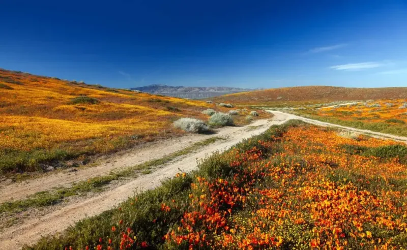 Choose a sowing window for your California climate