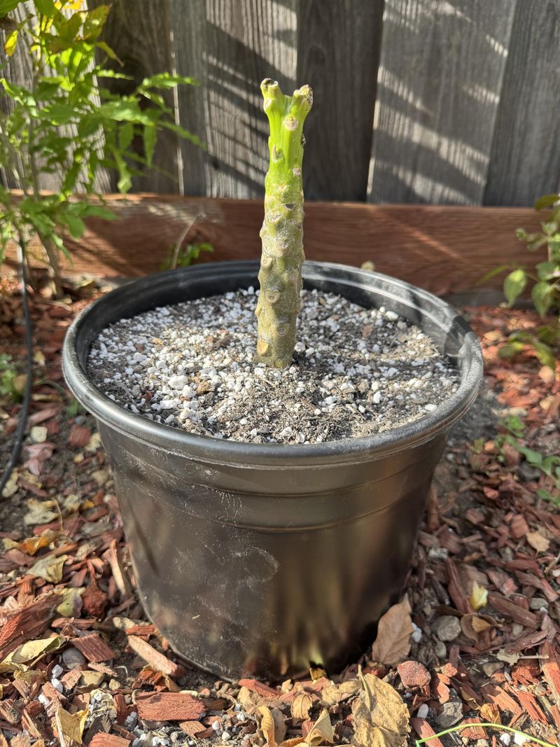 Choose a stable pot and a mix that drains well