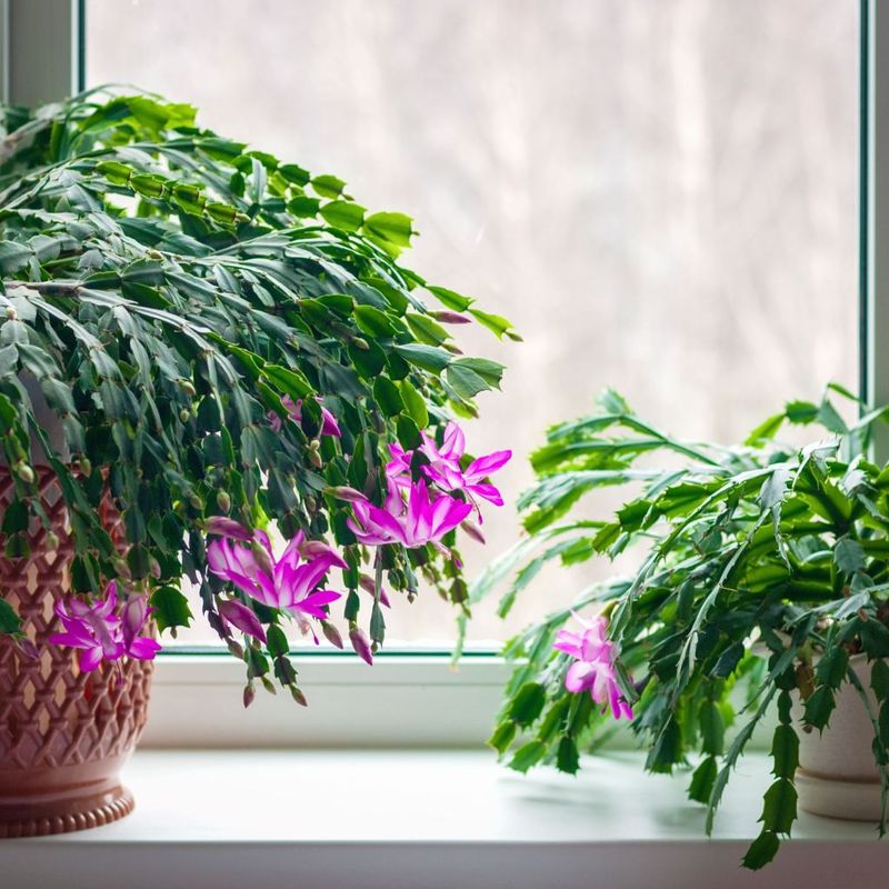 Choose a steady spot for developing buds