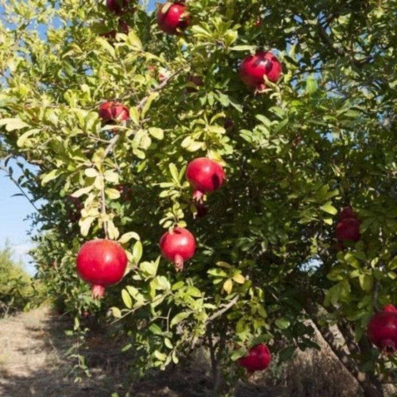 Choose a sunny site and a plant suited to Texas