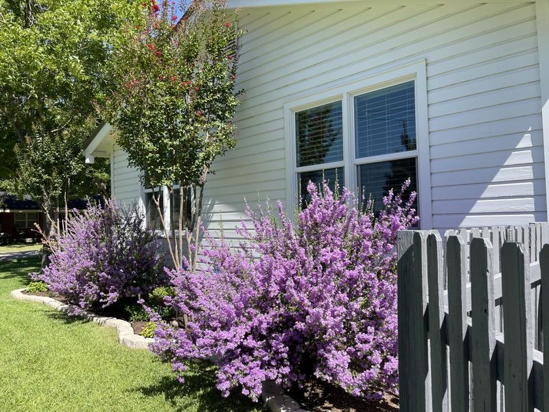Choose a sunny site with good drainage