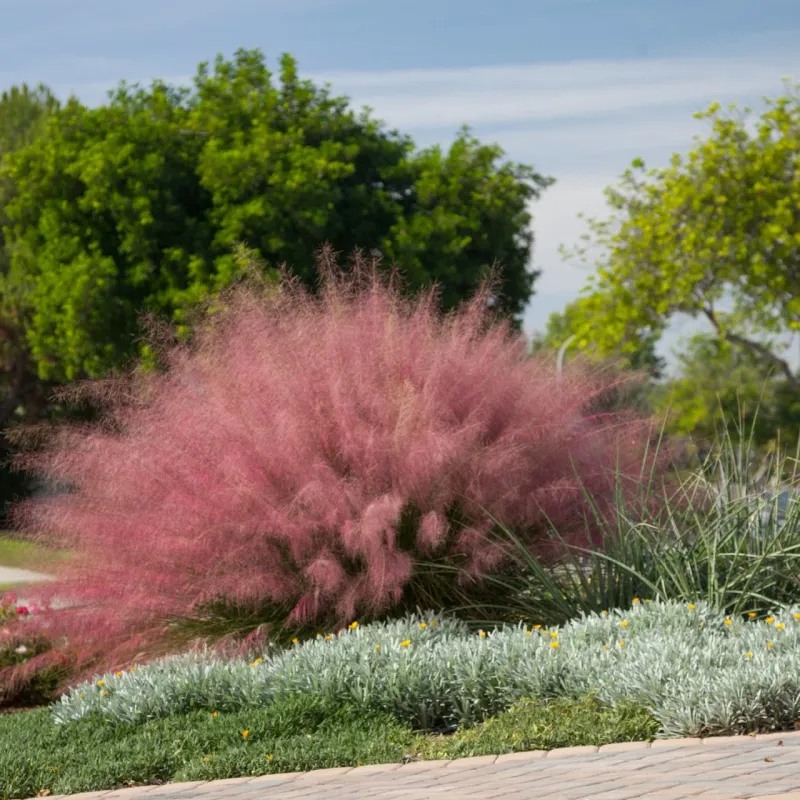 Choose a sunny spot and make room for a clump