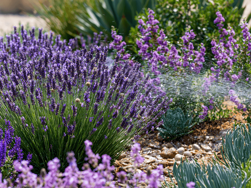 Choose a sunny, well-drained California site
