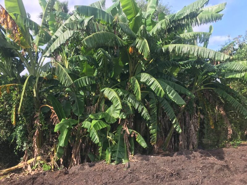 Choose a warm, sunny site with good drainage Choose a warm, sunny site with good drainage