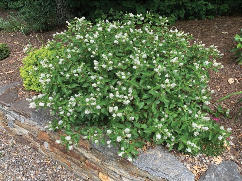 Choose a well-drained site for this compact shrub Choose a well-drained site for this compact shrub