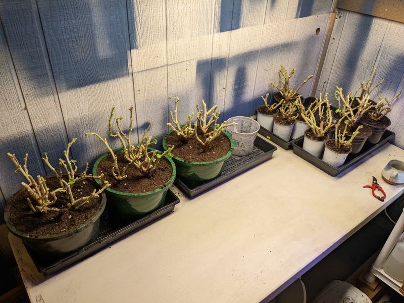 Choose a wintering method before frost arrives