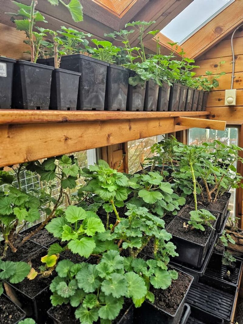 Choose active growth or dormant storage