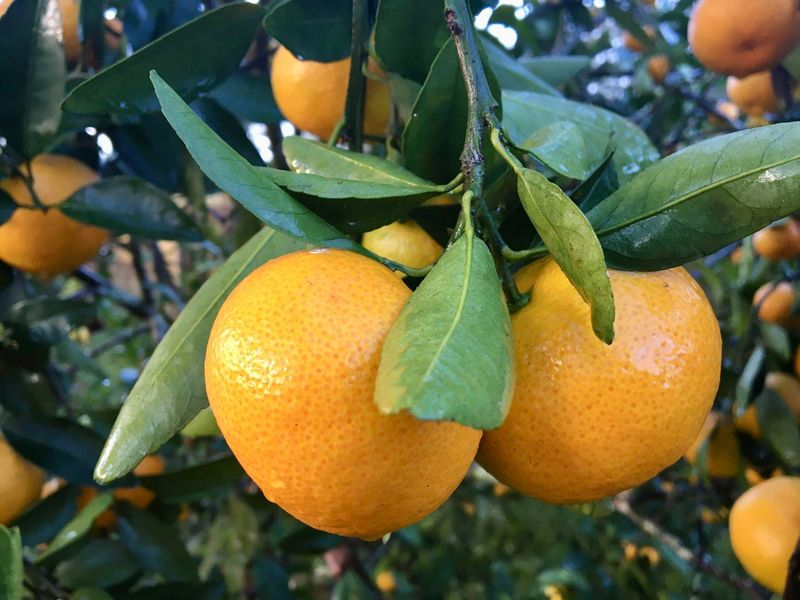 Choose an early cultivar for the best chance of a fall harvest