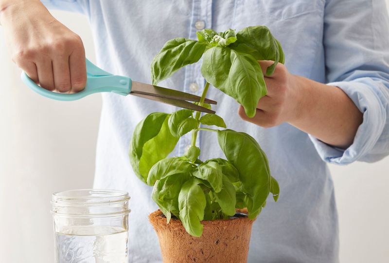 Choose and prepare a healthy stem Choose and prepare a healthy stem