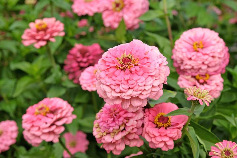 Choose blooms to leave for seed