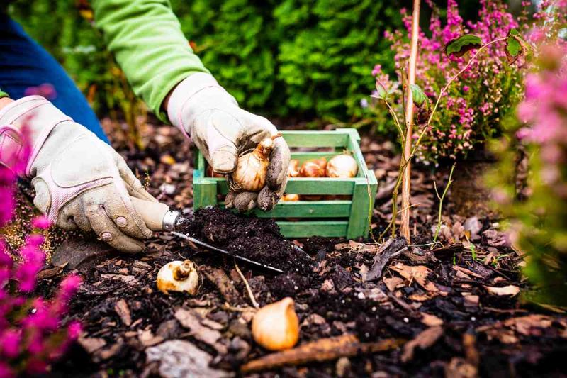 Choose bulbs and planting times for local conditions