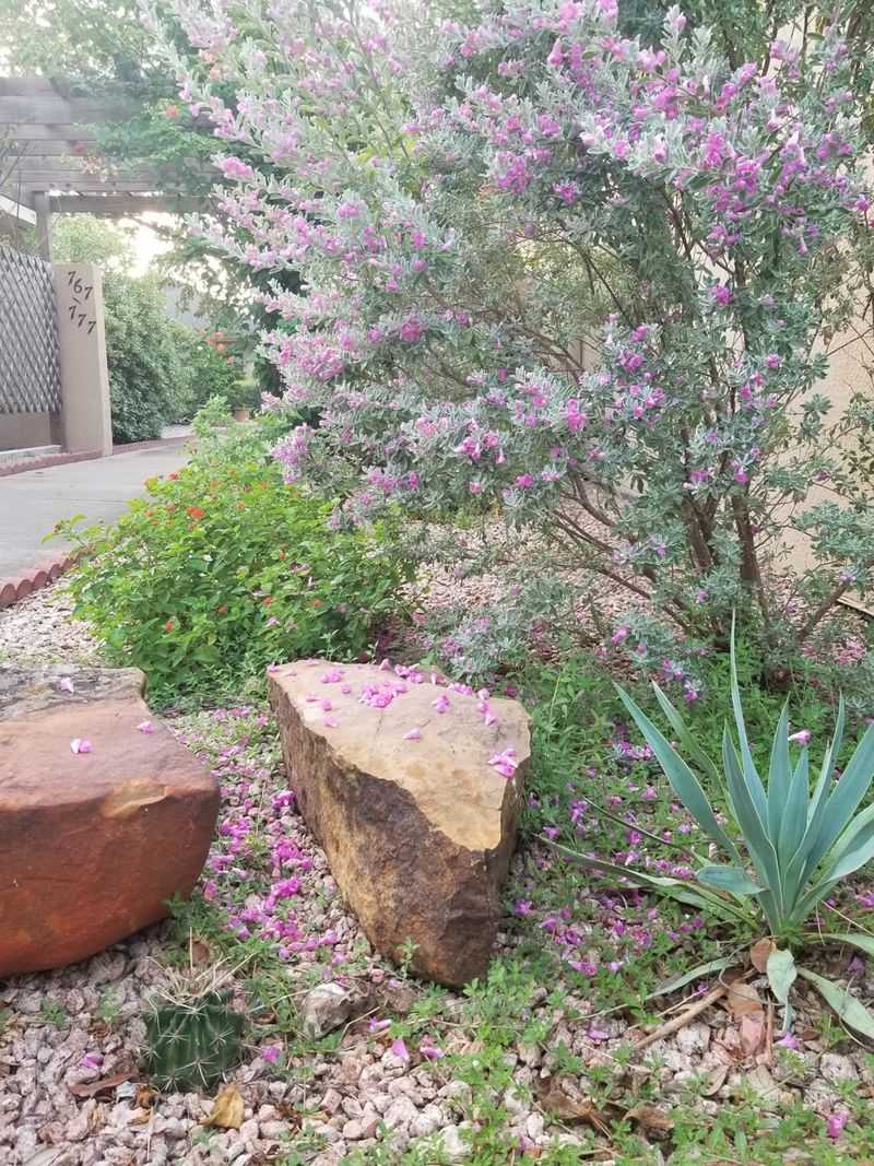 Choose cenizo for its foliage, and welcome flowers when they come Choose cenizo for its foliage, and welcome flowers when they come