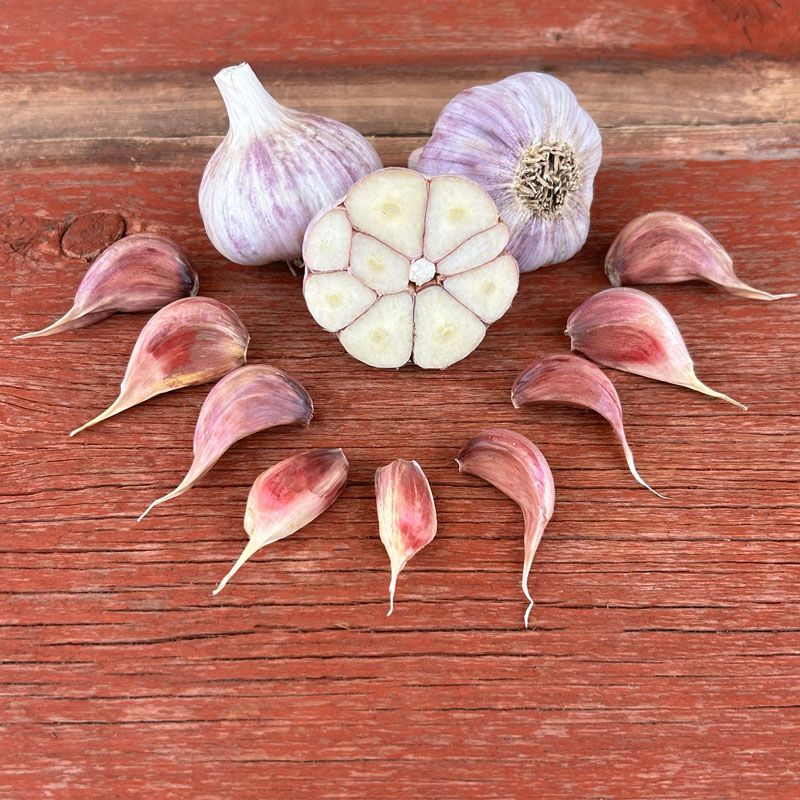 Choose clean cloves and a variety suited to your region Choose clean cloves and a variety suited to your region