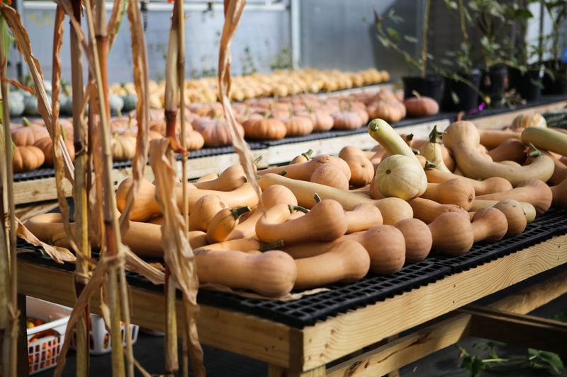 Choose curing by squash type
