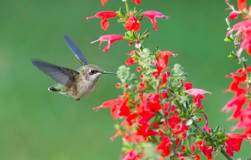 Choose fall blooms for your region