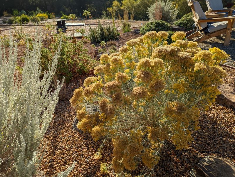 Choose fall flowers for your California region Choose fall flowers for your California region