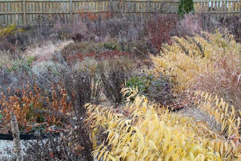 Choose fall or spring cleanup based on the plant’s condition