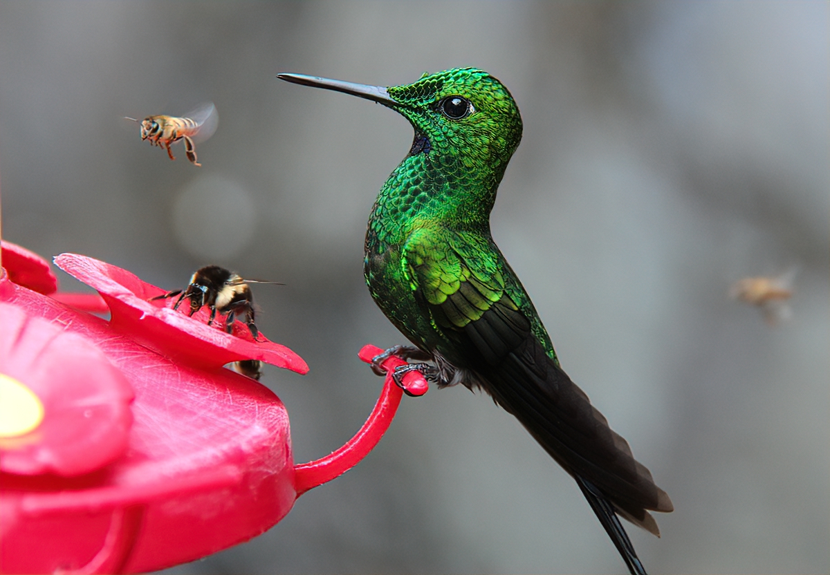 Choose feeder features that limit insect access