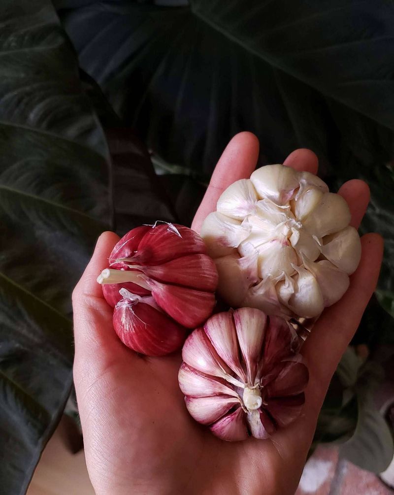 Choose garlic suited to your winter Choose garlic suited to your winter