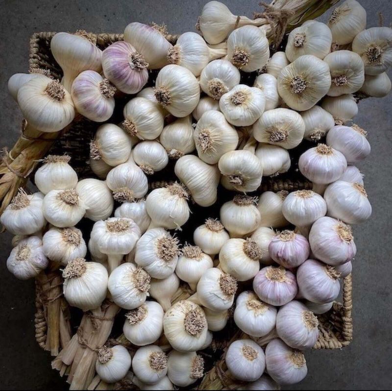Choose garlic with your local winter in mind Choose garlic with your local winter in mind